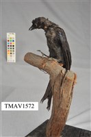 藏品(小卷尾)的圖片